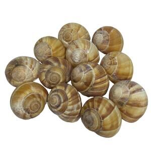 Escargot Snail Shells Set of 12 Empty Shells French Food Server Cooking